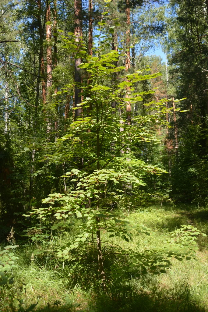 Tilia Cordata