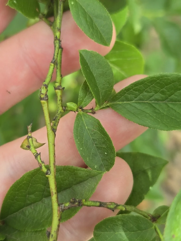 Vaccinium Corymbosum