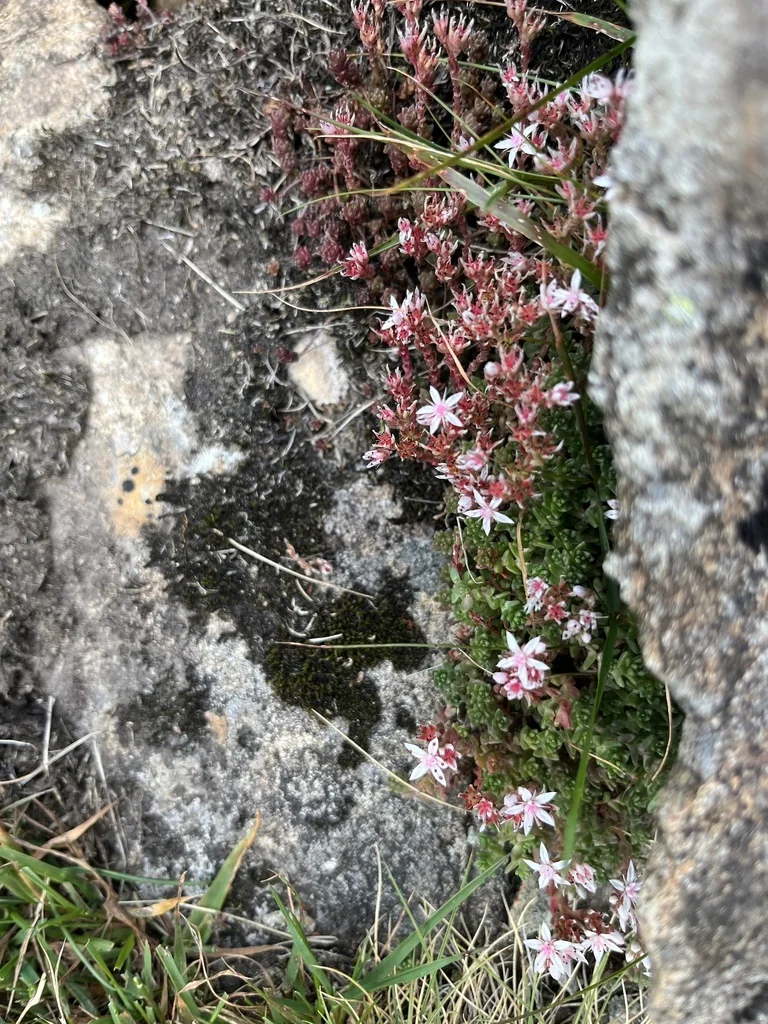 Sedum Anglicum