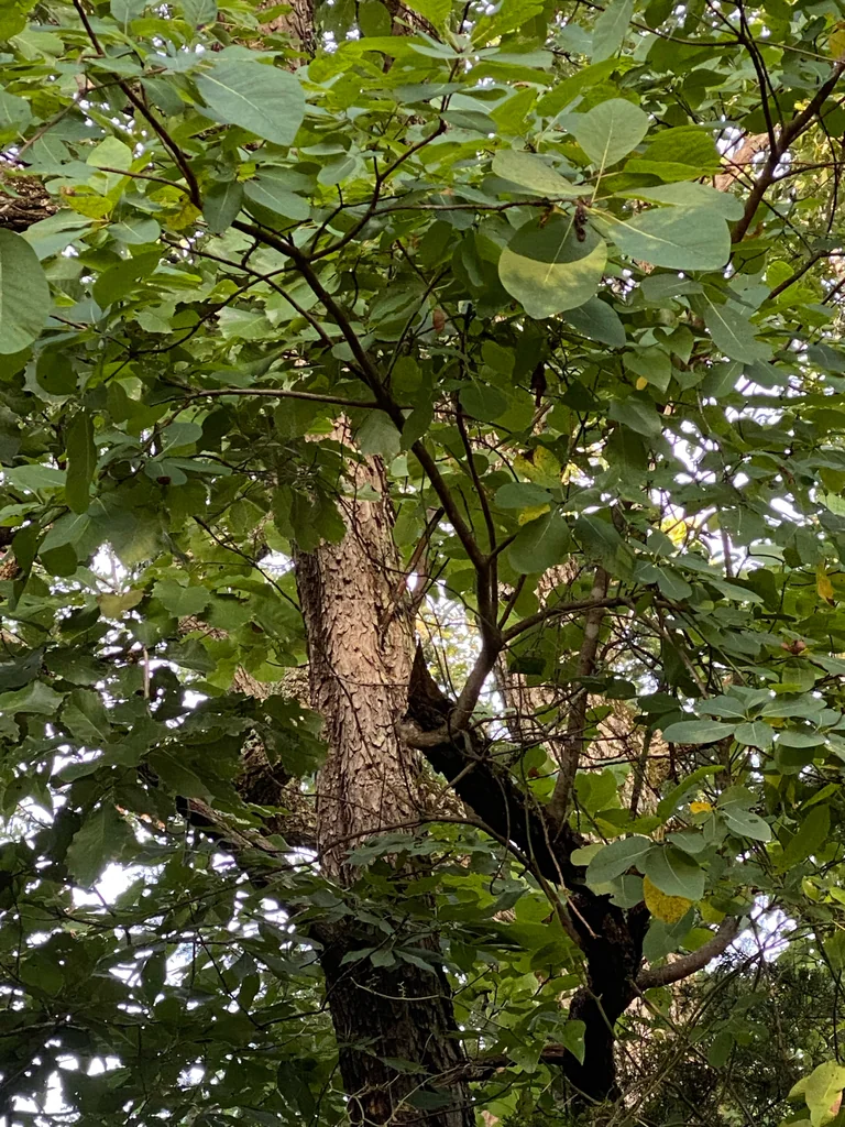 Cotinus Obovatus