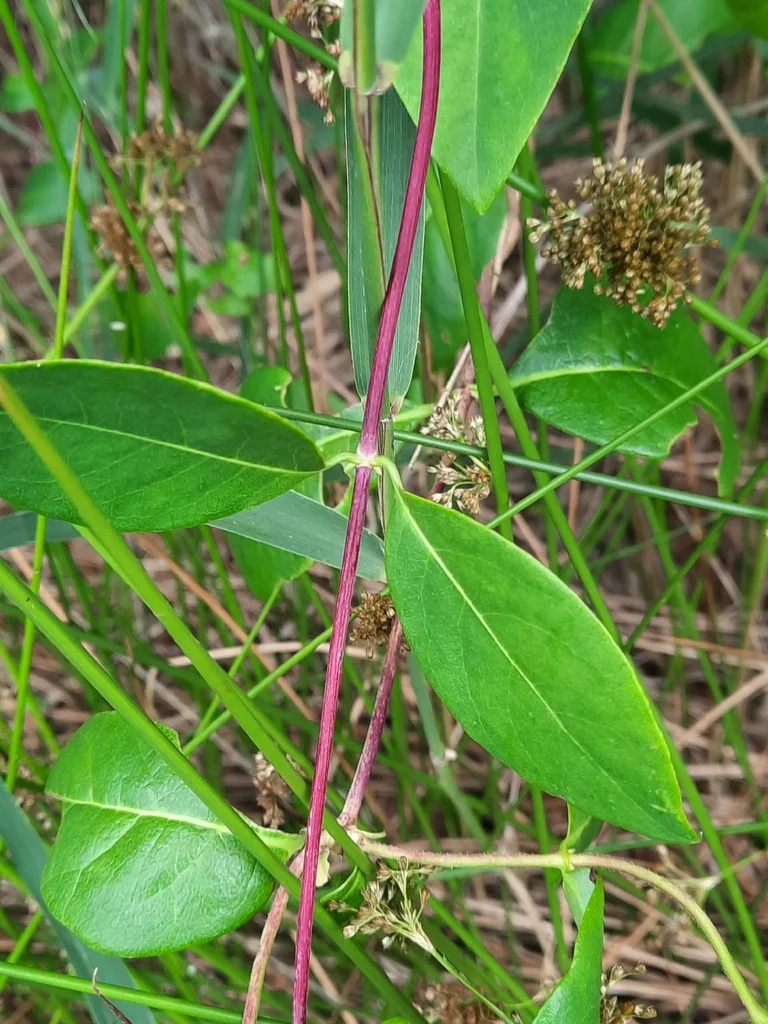 Lonicera periclymenum
