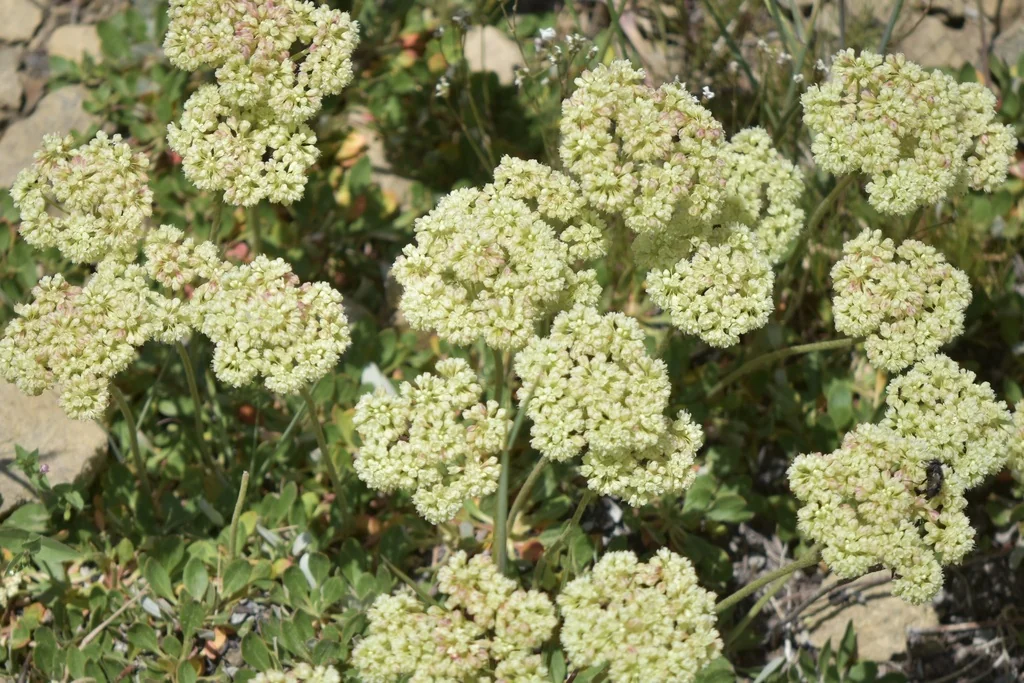 Eriogonum Umbellatum