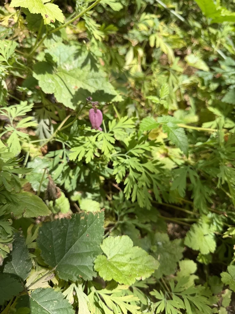Dicentra Formosa