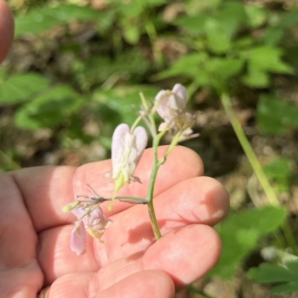 Dicentra Formosa