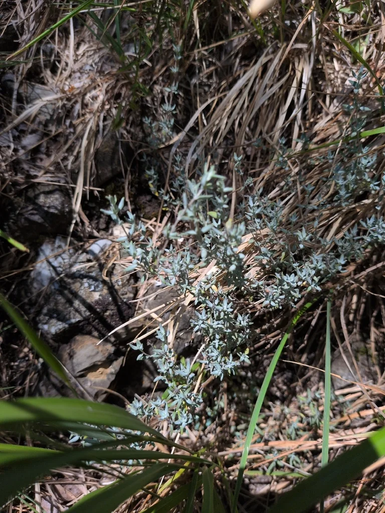 Thymus Vulgaris