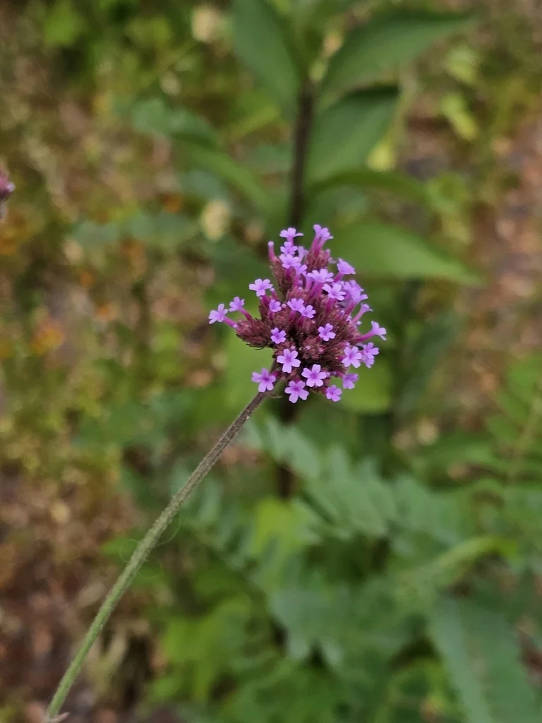 Verbena Bonariensis