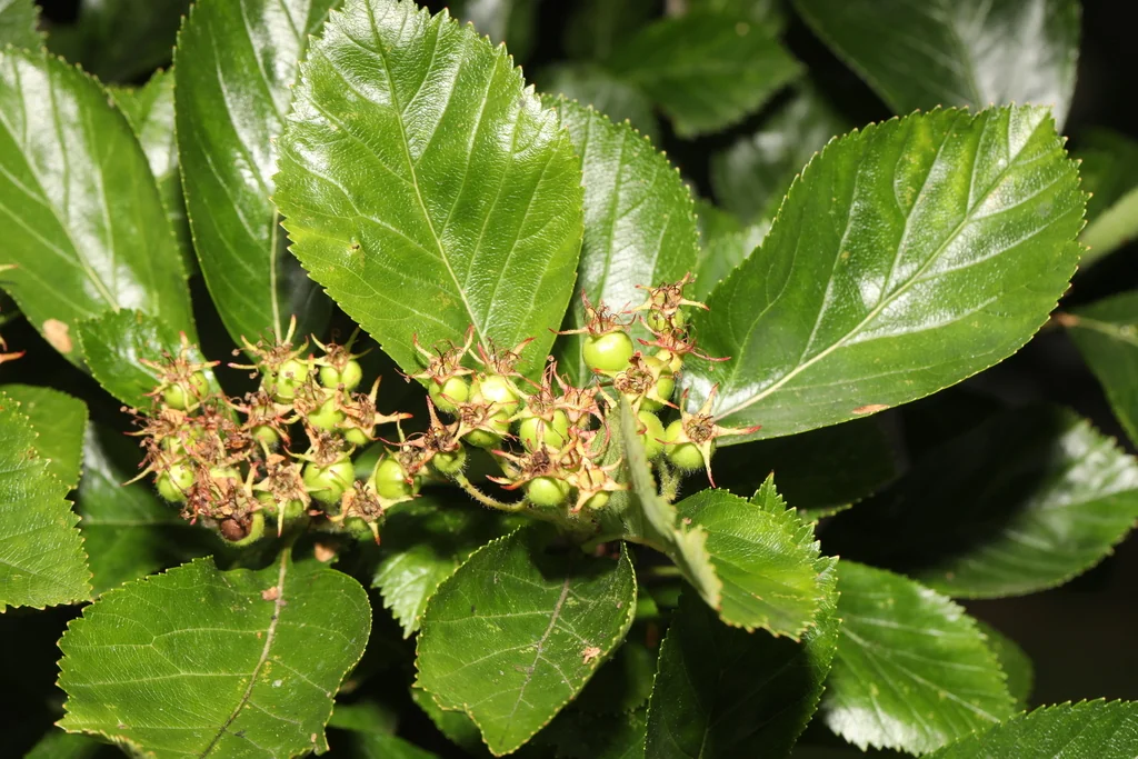 Crataegus Crus-Galli