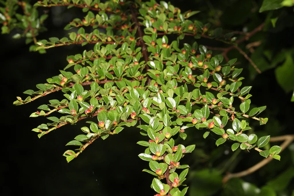 Cotoneaster Horizontalis
