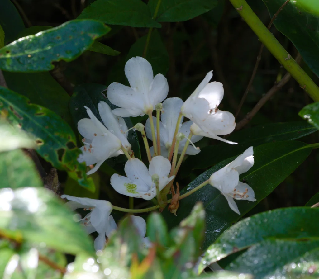 Rhododendron Maximum