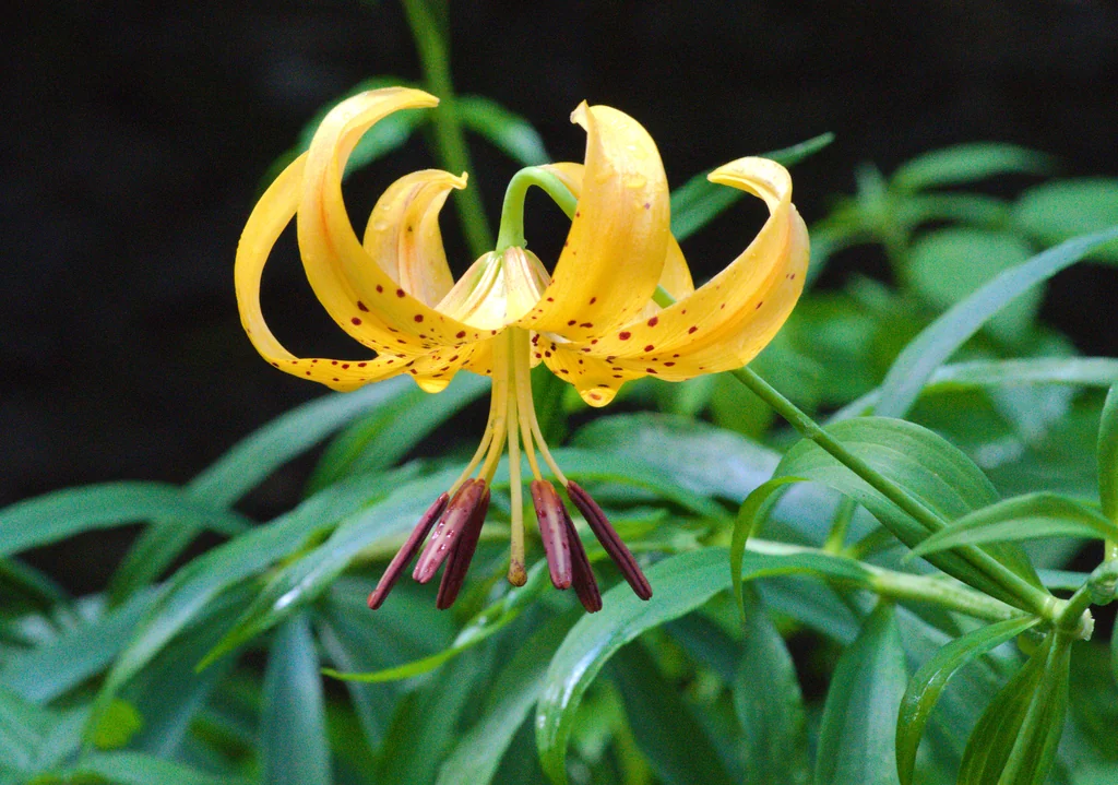Lilium Superbum