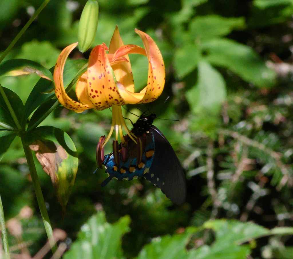 Lilium Superbum