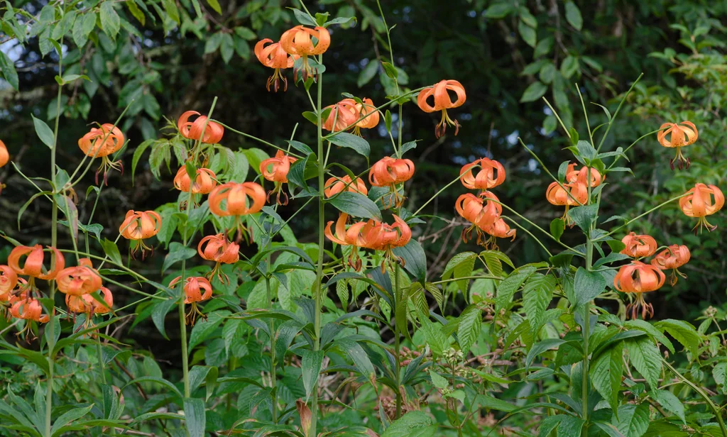 Lilium Superbum