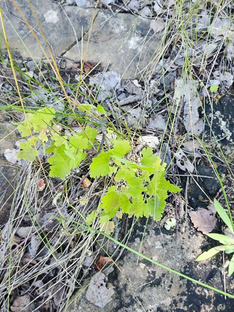 Ribes Uva-Crispa