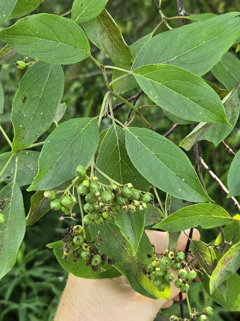 Cornus Amomum