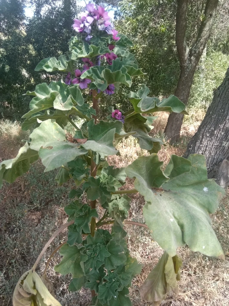Lavatera Arborea