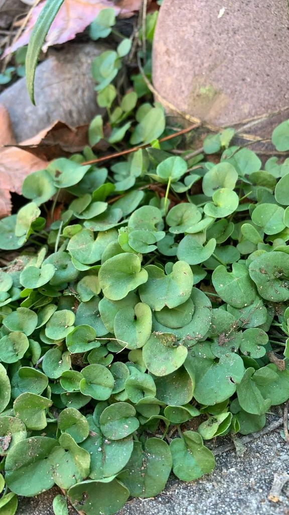 Dichondra Micrantha