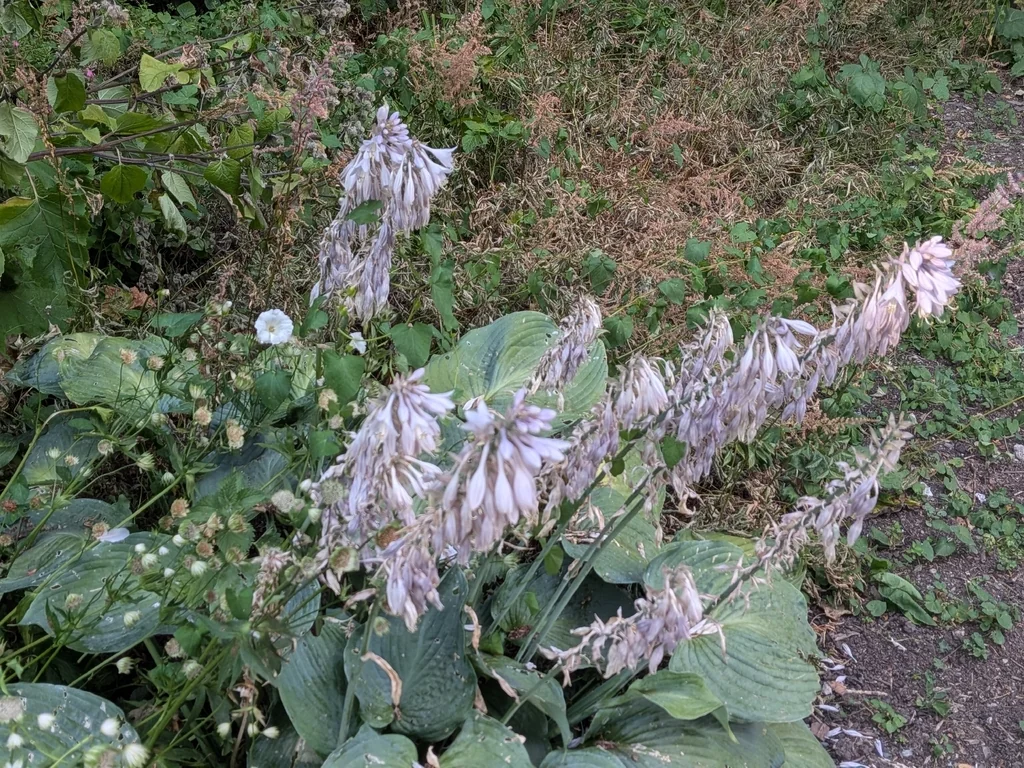 Hosta Plantaginea