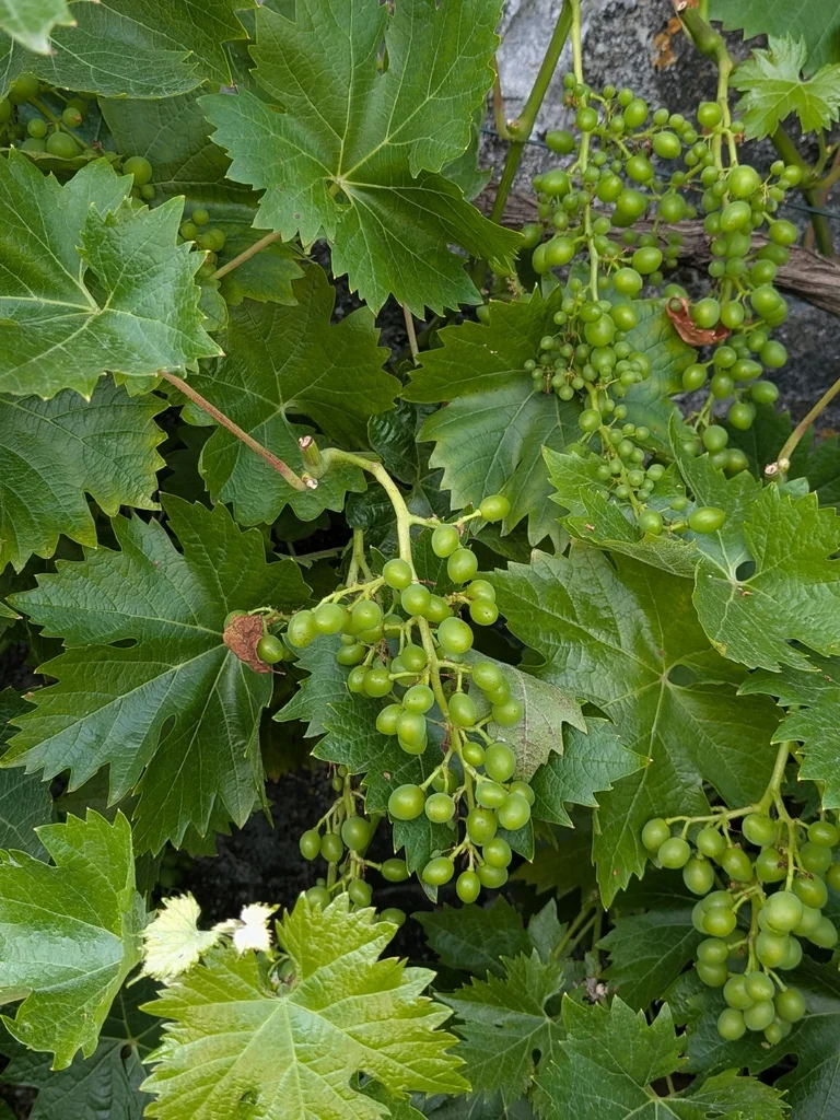Vitis Vinifera