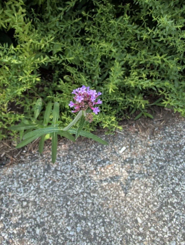 Verbena Bonariensis