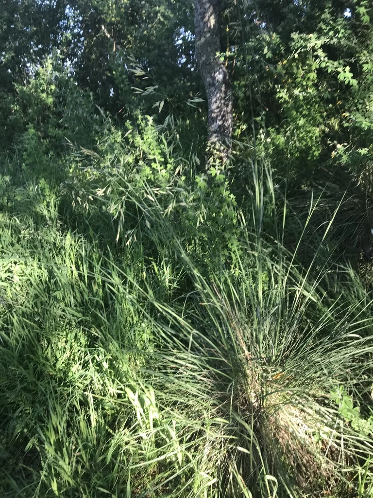Festuca Californica