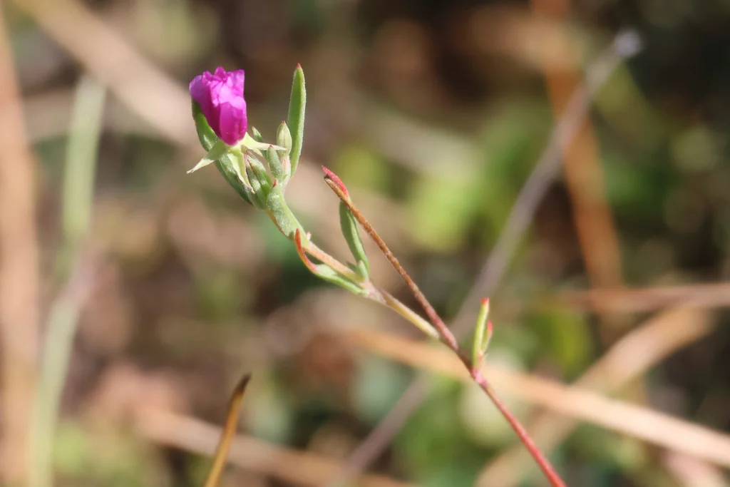 Clarkia Purpurea