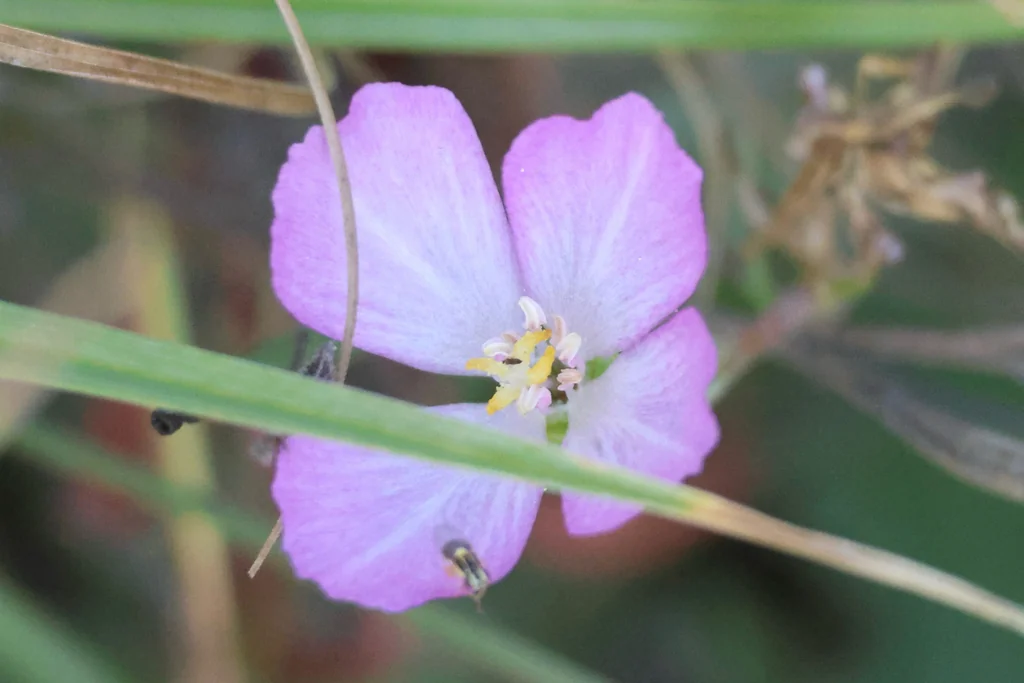 Clarkia Amoena