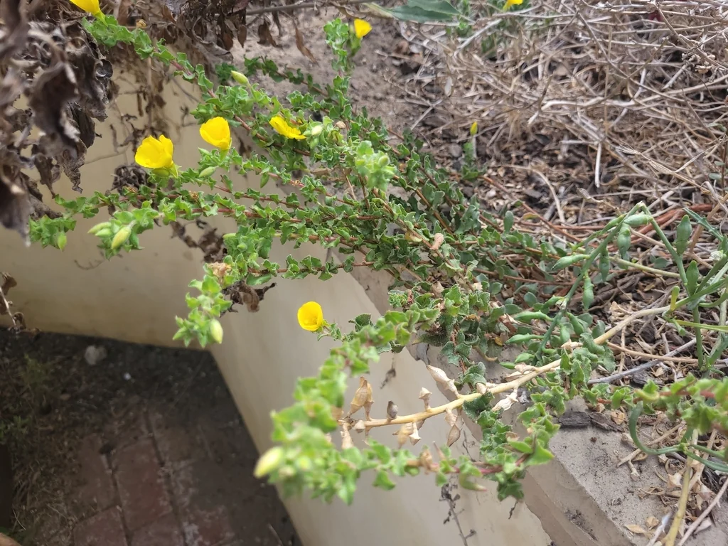 Camissonia Cheiranthifolia
