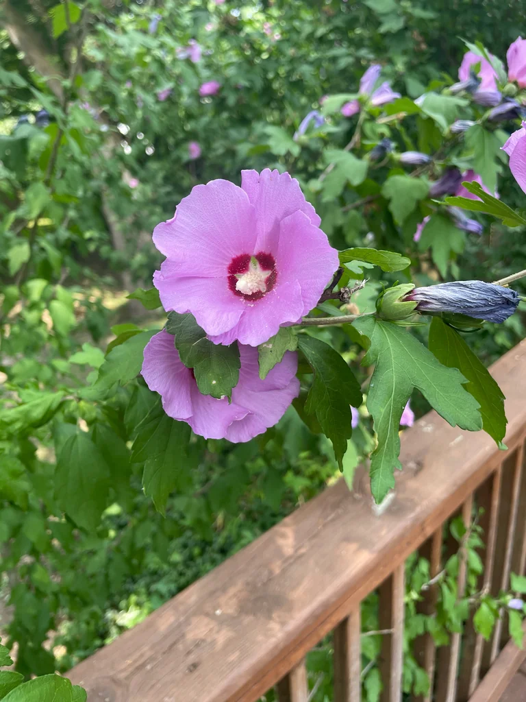 Hibiscus syriacus