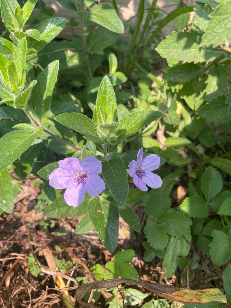 Ruellia Humilis
