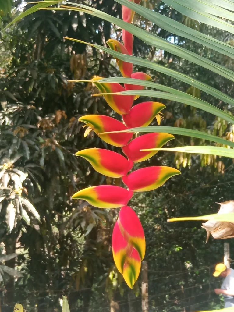 Heliconia Rostrata