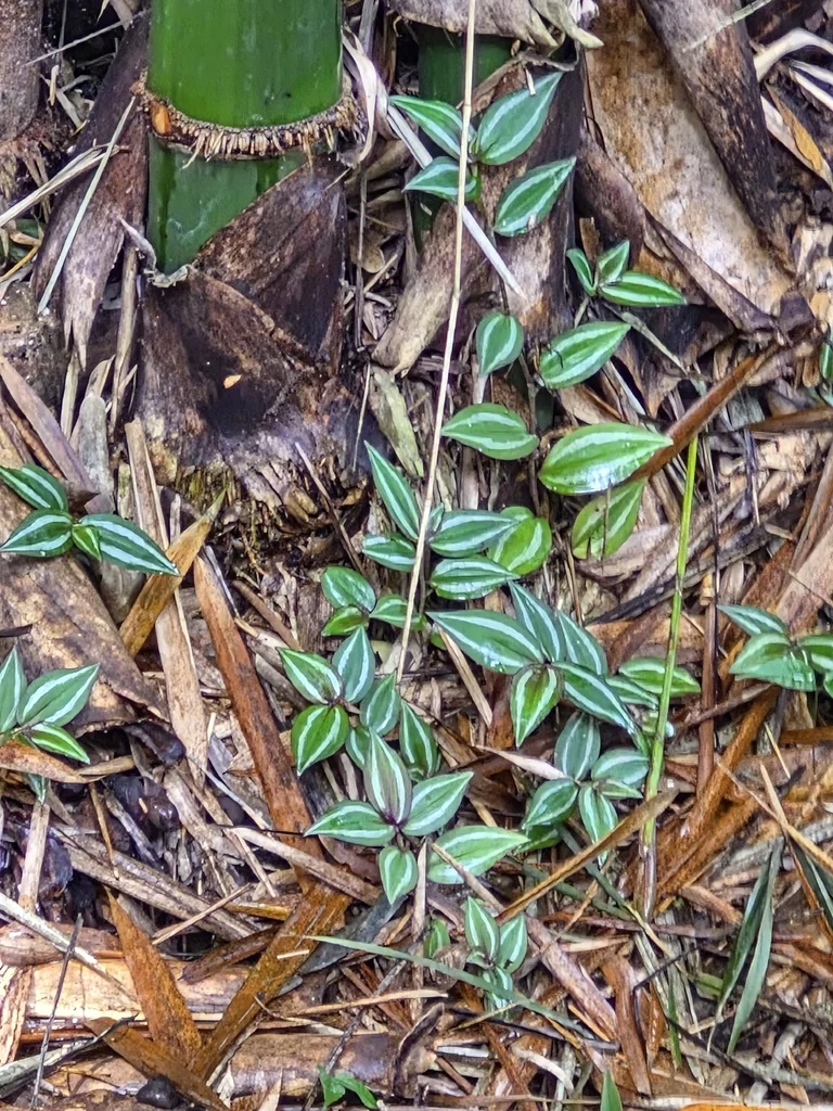 Tradescantia Zebrina