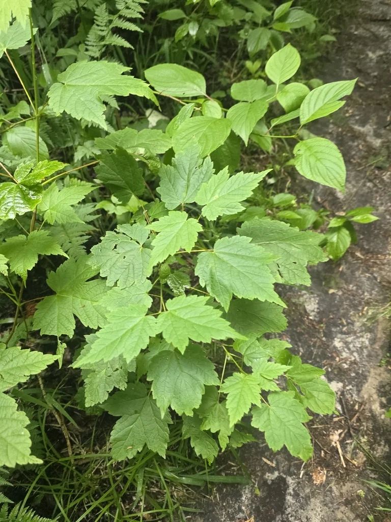 Acer Spicatum
