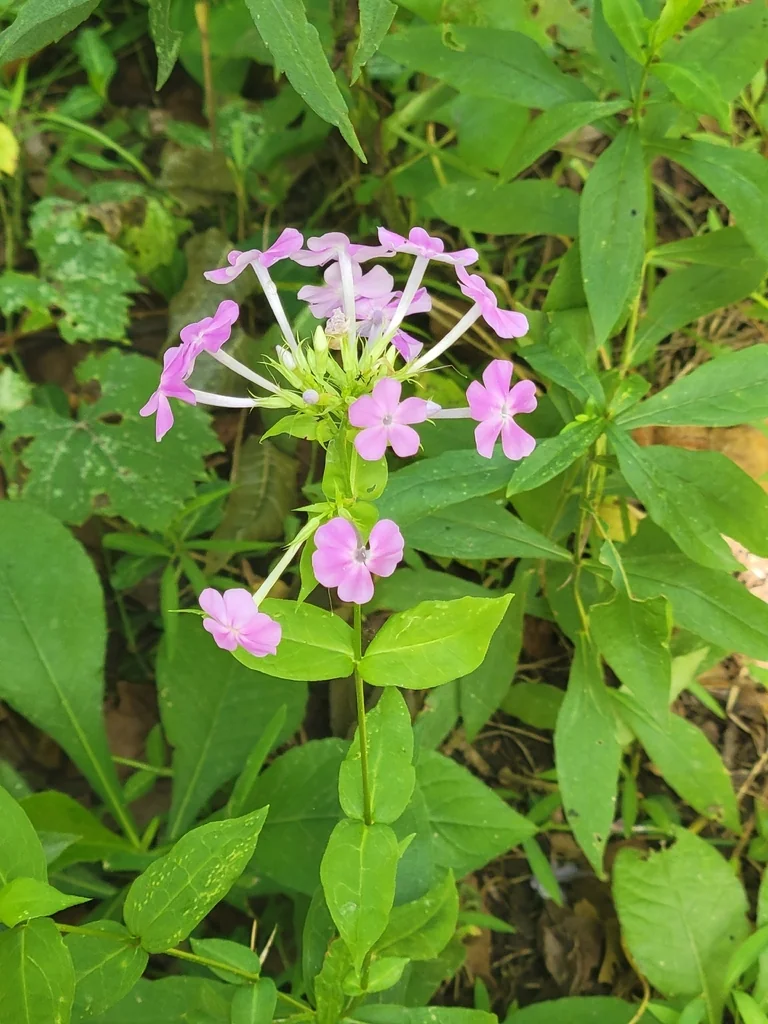 Phlox paniculata