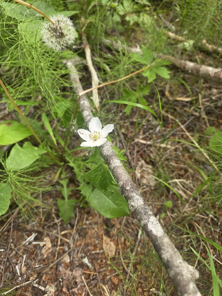 Anemone Canadensis