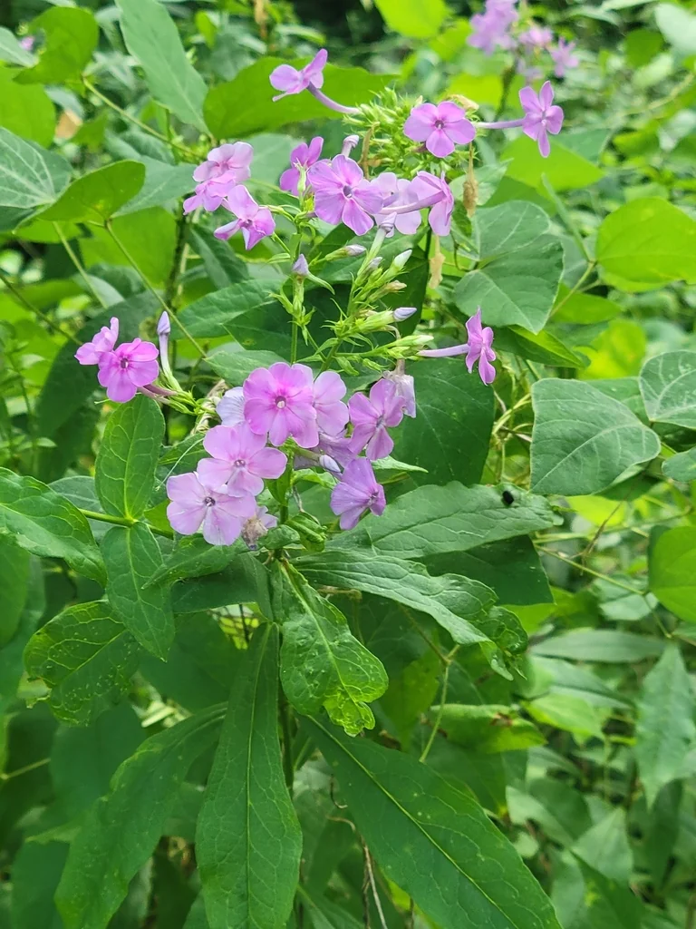 Phlox paniculata