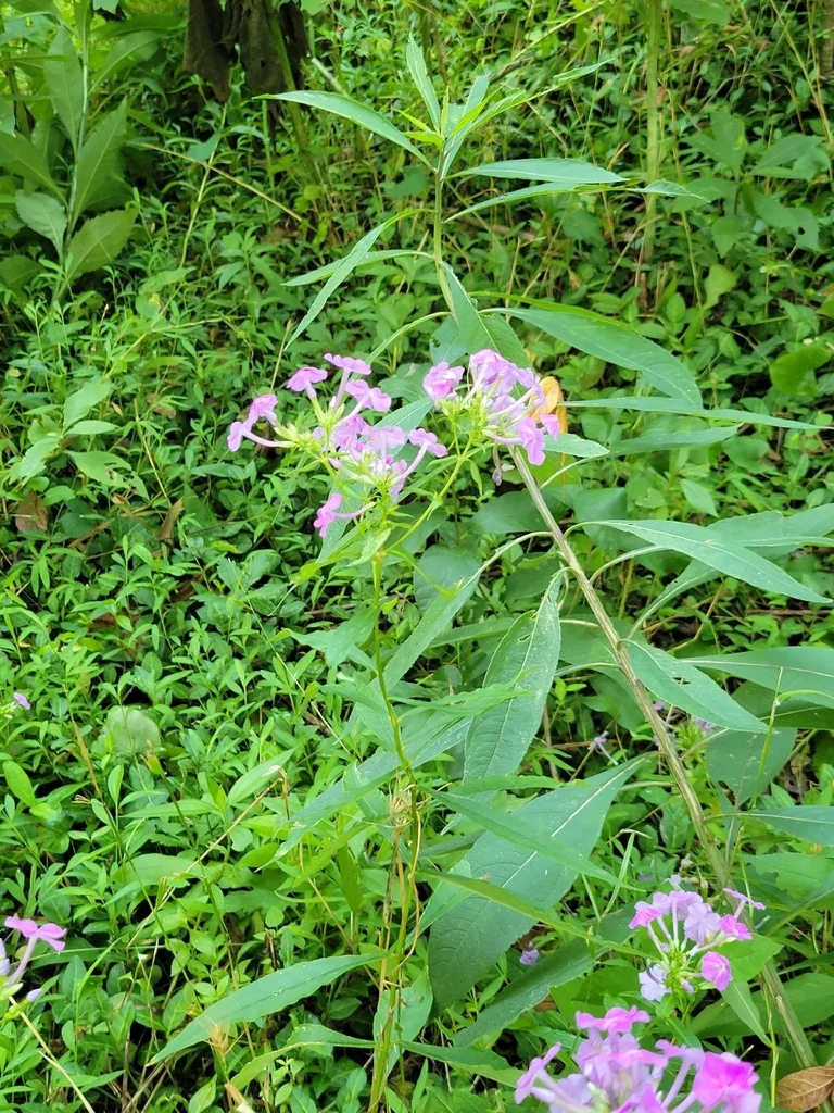 Phlox paniculata