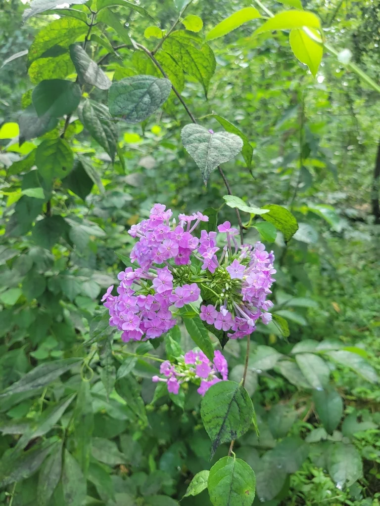 Phlox paniculata