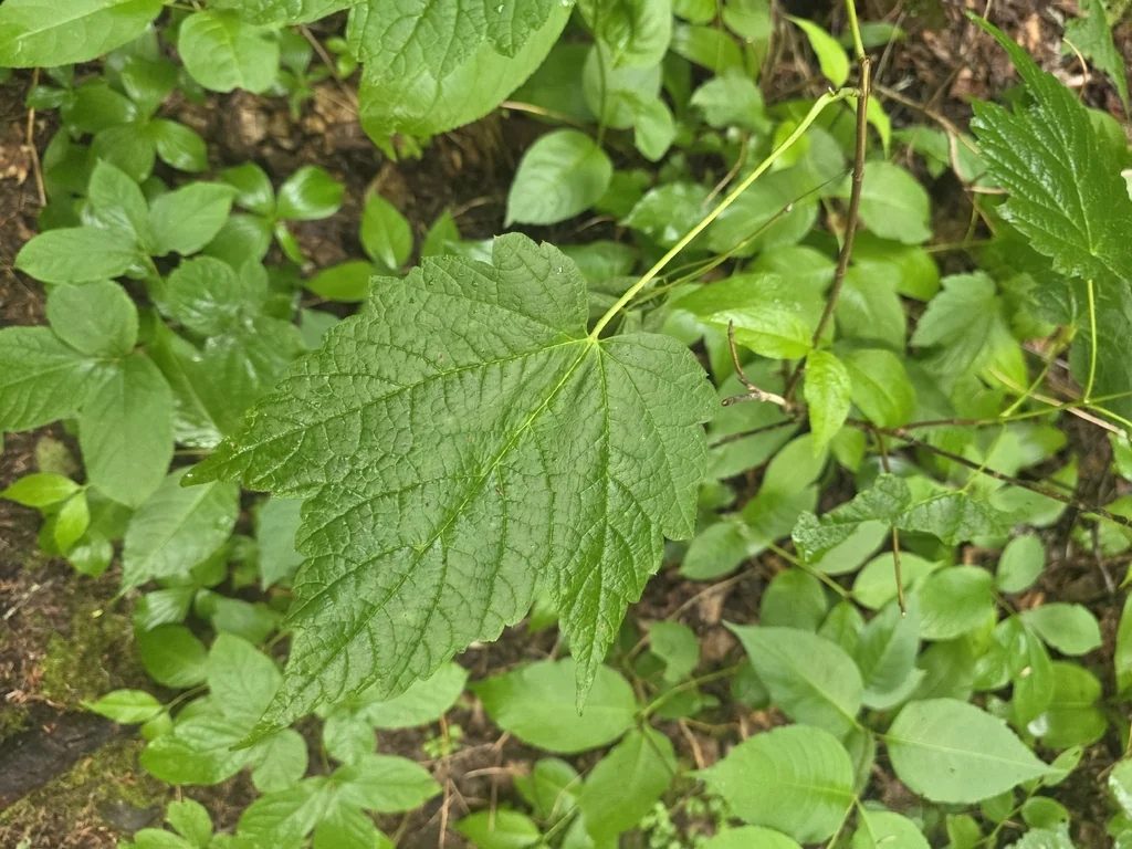 Acer Spicatum