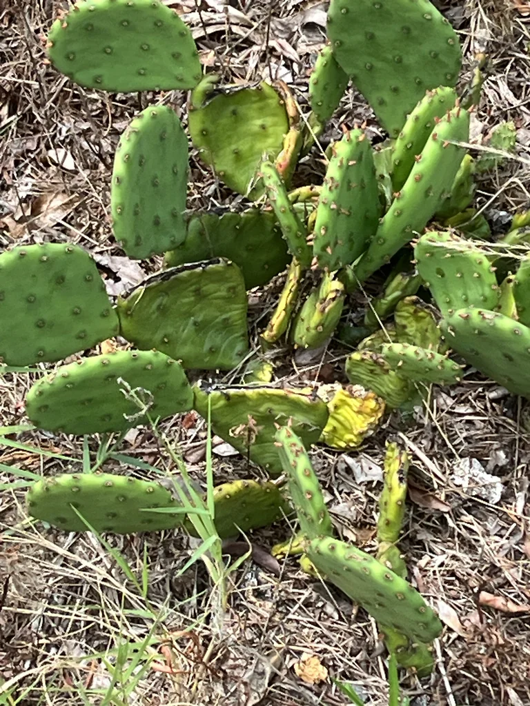 Opuntia Humifusa