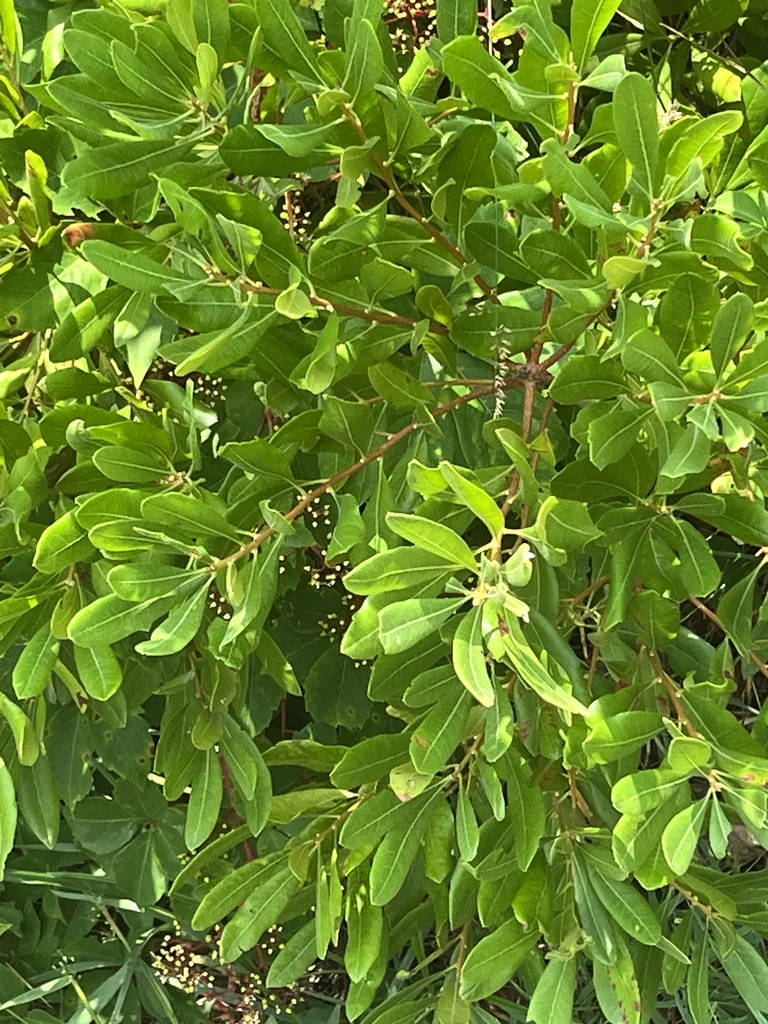 Myrica Pensylvanica