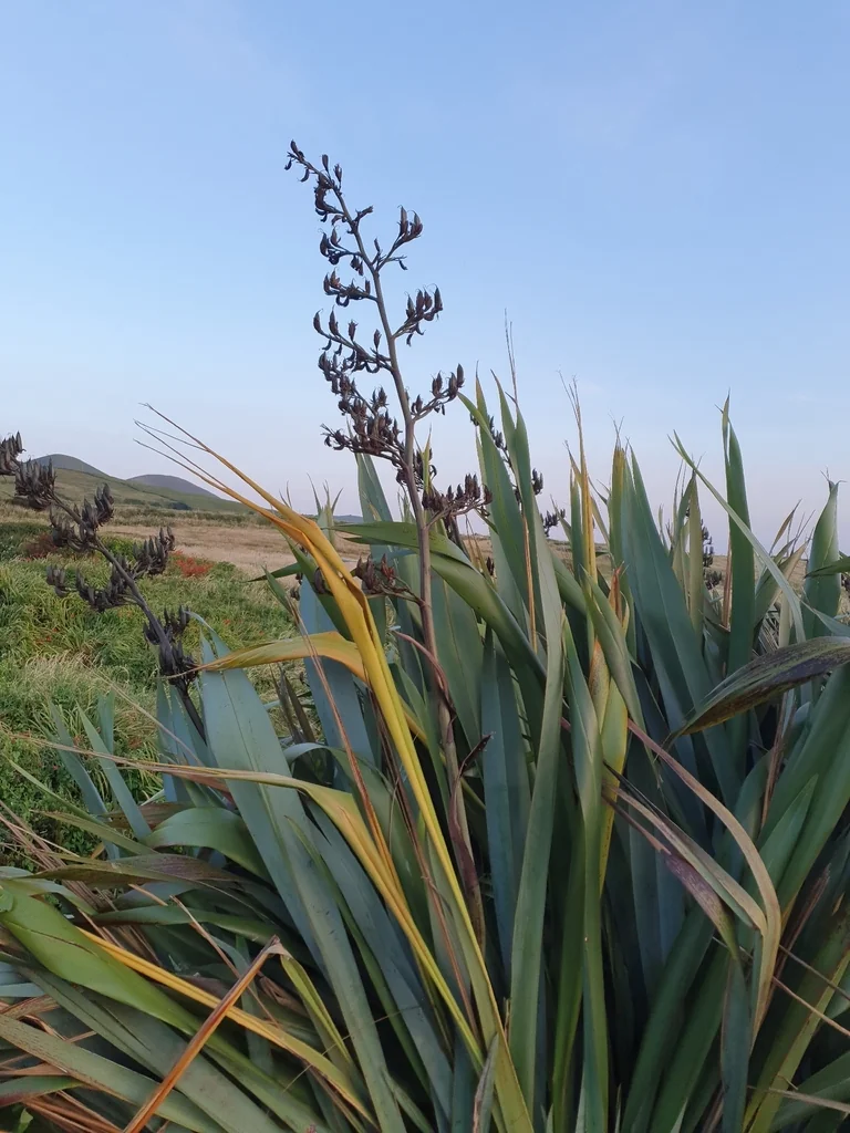 Phormium Tenax