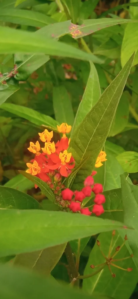 Asclepias Curassavica