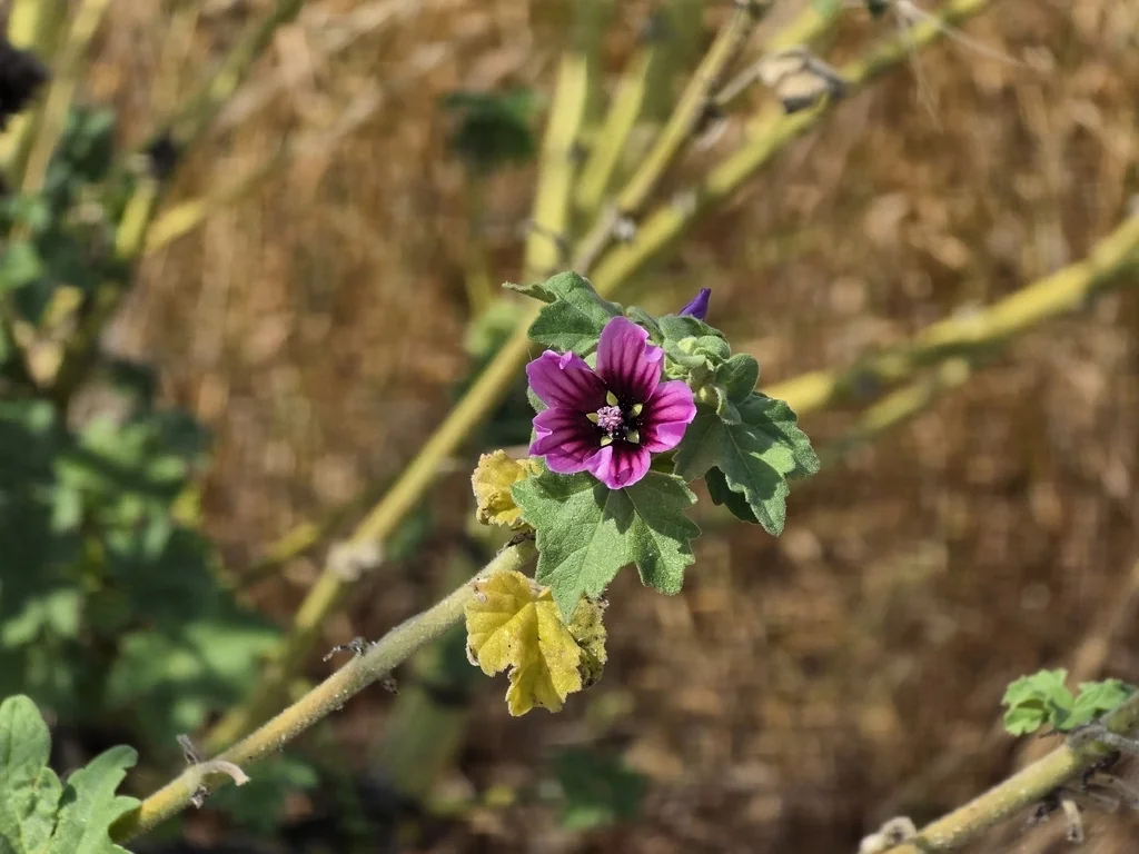 Lavatera Arborea