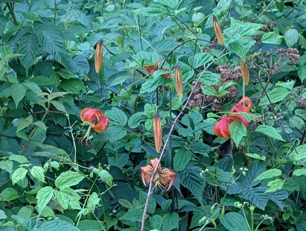 Lilium Superbum