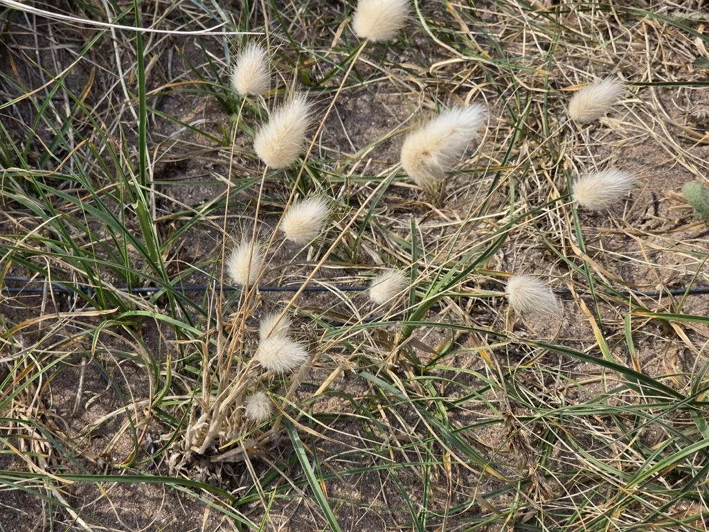 Lagurus Ovatus