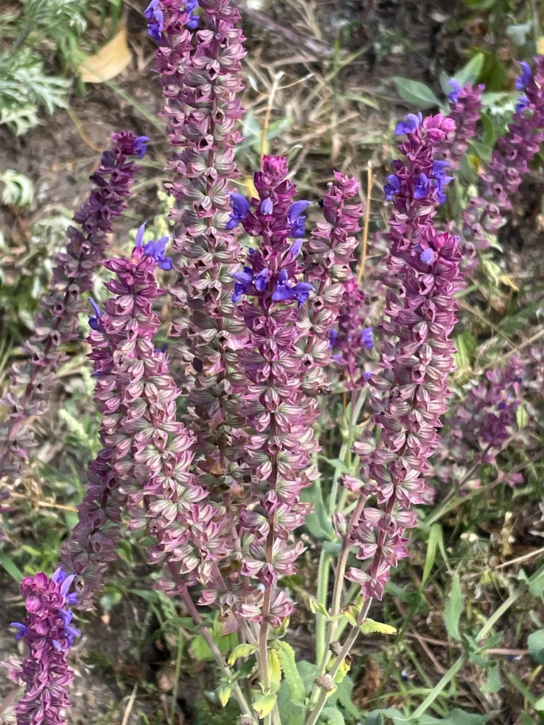 Salvia nemorosa