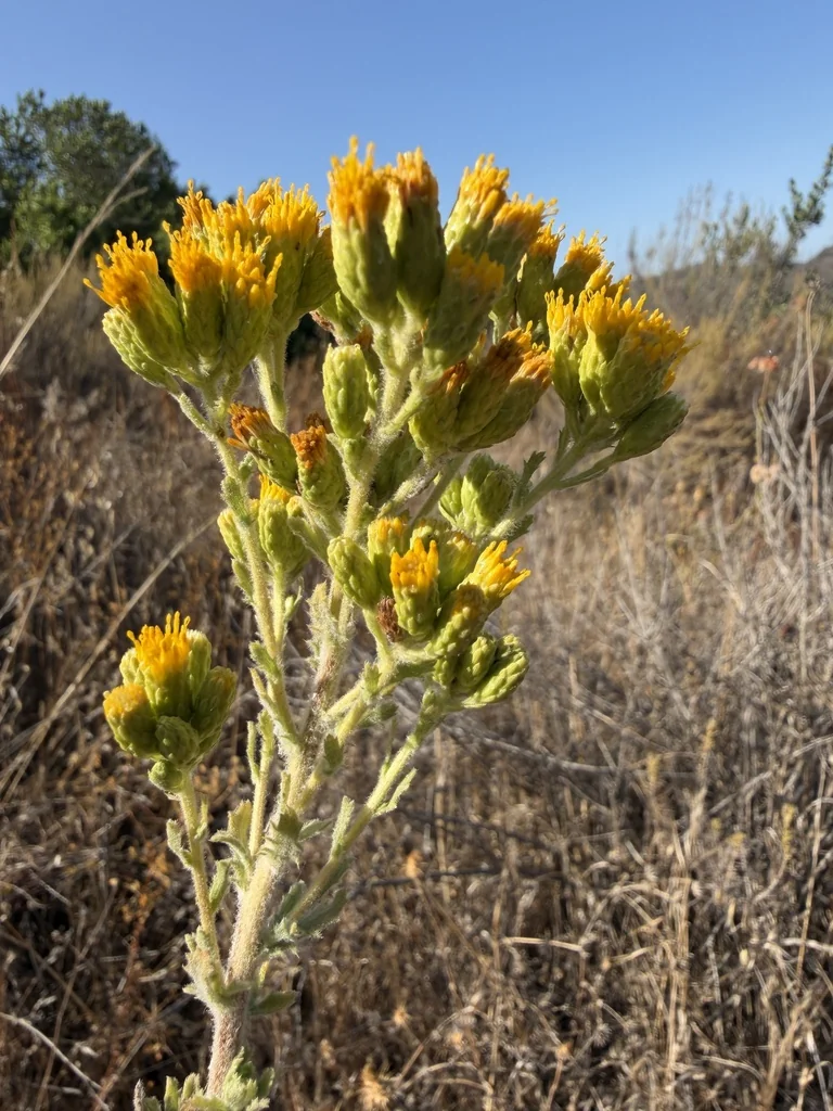 Isocoma Menziesii