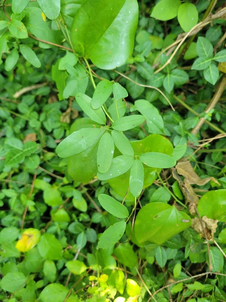 Akebia Quinata