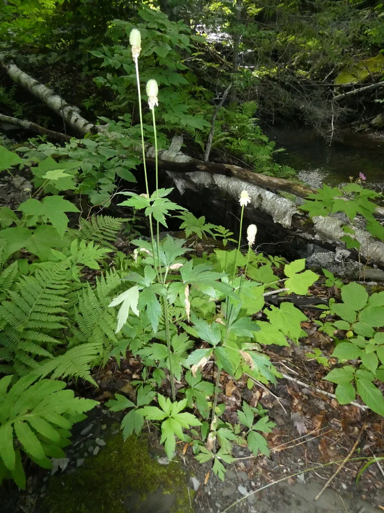 Anemone Virginiana