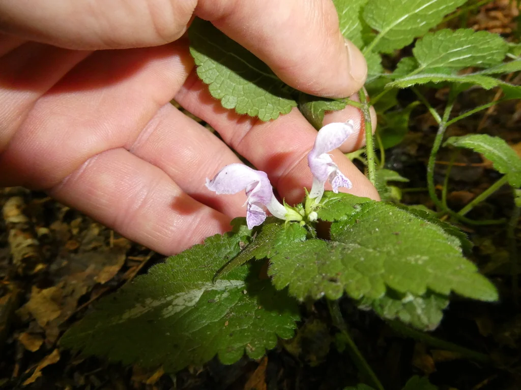 Lamium maculatum